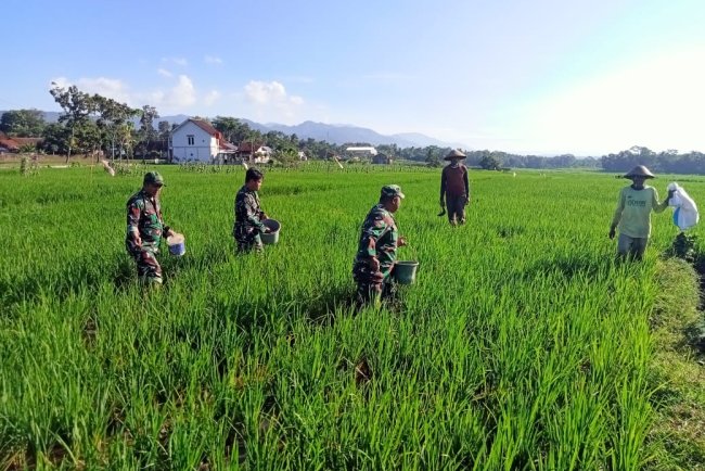 Babinsa Mandiraja Dampingi Petani Lakukan Pemupukan Dorong Ketahanan Pangan Daerah