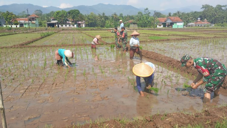 Menyatu dengan Sawah Koramil 02 Klampok Dukung Ketahanan Pangan Lewat Tanam Padi Bersama Petani