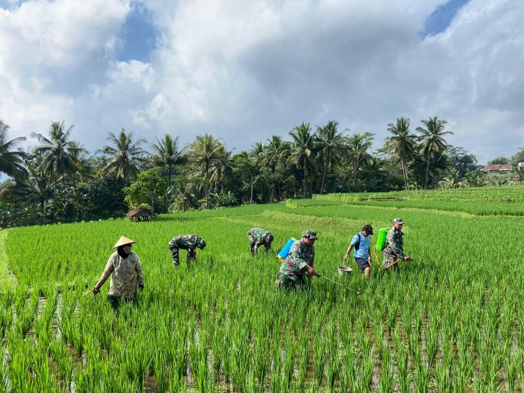 Dukung Ketahanan Pangan Anggota Koramil 01 Banjarnegara Dampingi Petani Semprotkan Pestisida
