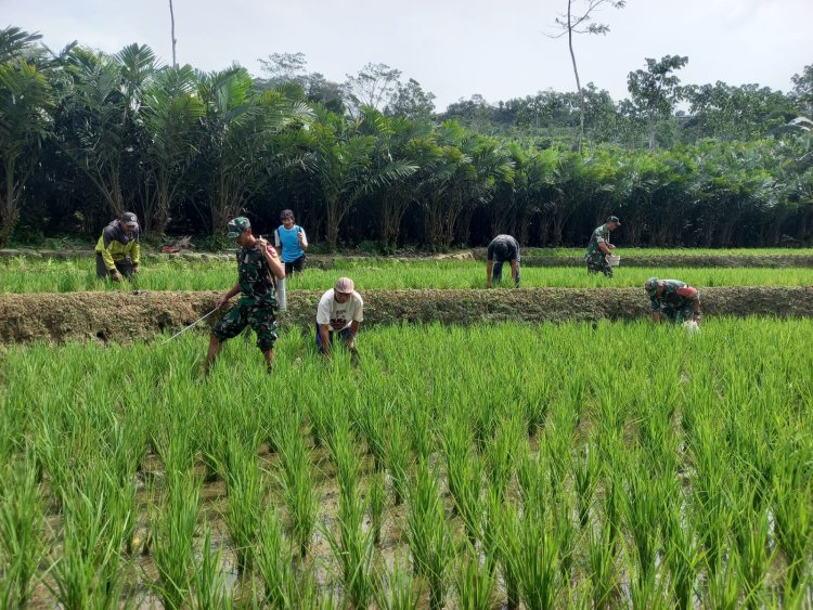 Babinsa Bantu Petani Melaksankan Pemupukan Dan Penyemprotan  Tanaman Padi