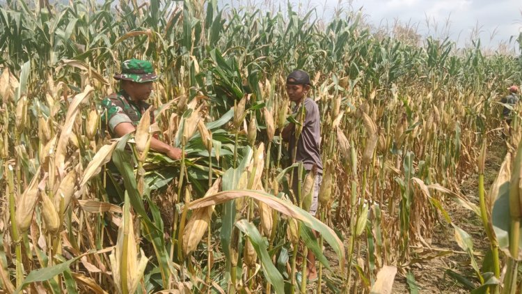 Babinsa Koramil 09 Susukan Dampingi Petani Jagung Wujudkan Ketahanan Pangan dari Desa
