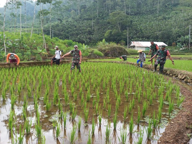 Babinsa Koramil 04 Karangkobar Bantu Petani Perawatan Tanaman dan PenyemprotanHama Padi