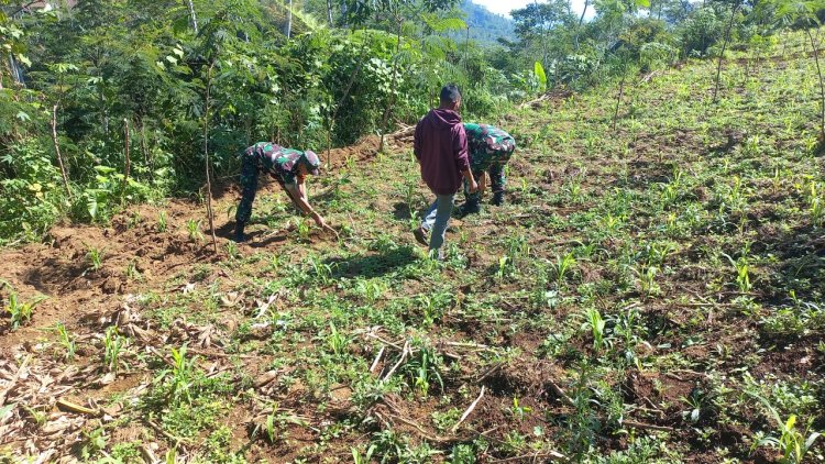 Babinsa Koramil 04 Karangkobar Bantu Petani Melaksanakan Pemupukan Tanaman Jagung