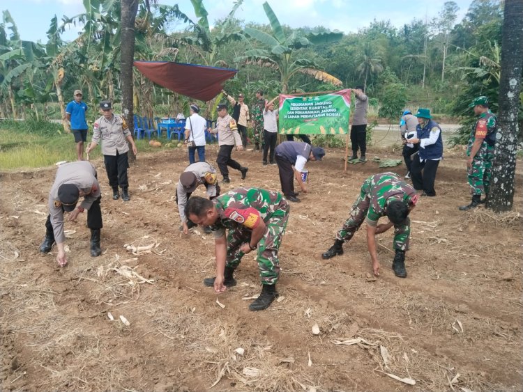 Sinergi TNI-Polri Dinas Pertanian dan Petani Tanam Jagung Bersama Demi Ketahanan Pangan