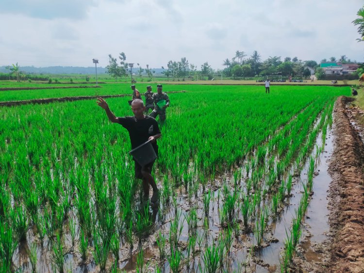 Pemupukan Tanaman Padi