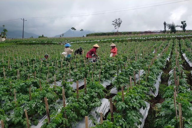 Maksimalkan Hasil Panen Babinsa Bantu Petani Lakukan Penyiangan Kentang