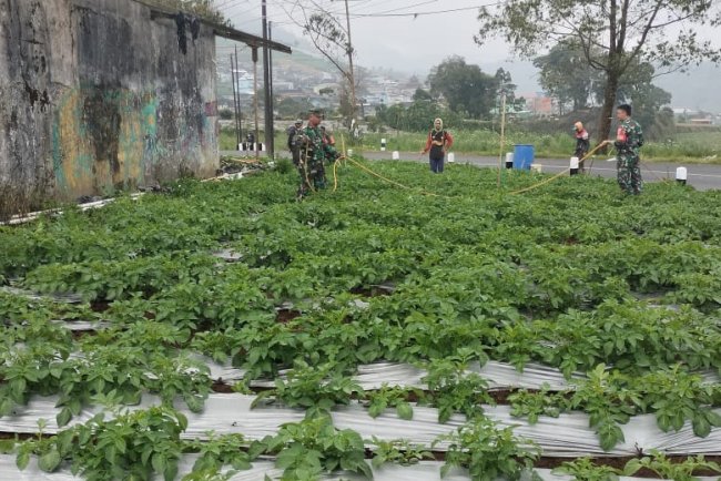 Cegah Hama Dan Jamur Koramil  05/Batur Bantu Penyemprotan Tanaman Kentang