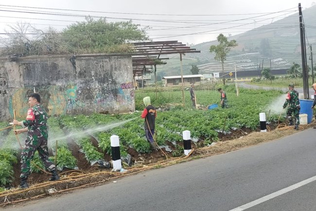 Cegah Hama Dan Jamur Koramil  05 Batur Bantu Penyemprotan Tanaman Kentang
