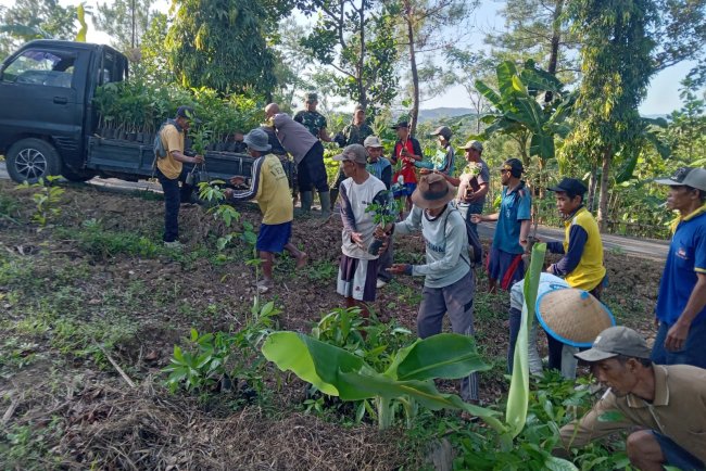 Bibit Tanaman Keras Mulai Didatangkan untuk Program Penghijauan TMMD Reguler 125 Kodim 0710/Pekalongan di Desa Windurojo