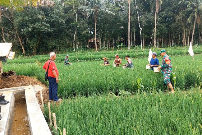 Babinsa Dampingi Petani Laksanakan Pemupukan Tanaman Padi