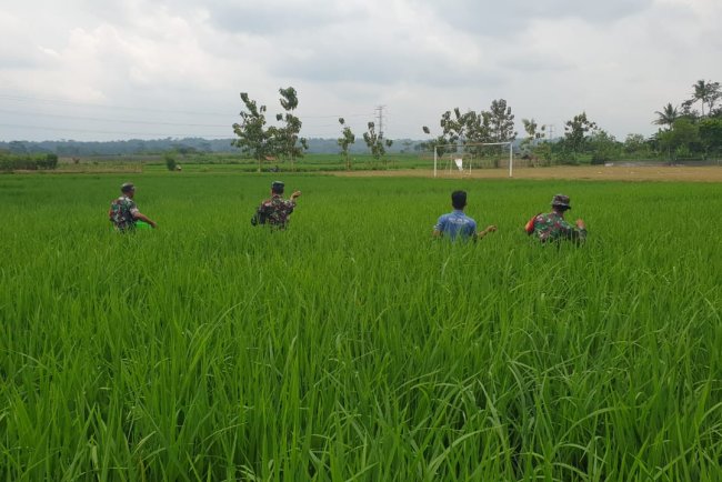 TNI dan Petani Bersatu Koramil 15 Rakit Gelar Pemupukan Padi Bersama Warga