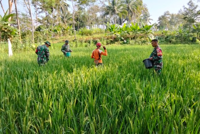 Danramil Dan Babinsa Bantu Petani Pupuk Padi Guna Meningkatkan Hasil Panen Padi Agar Lebih Baik