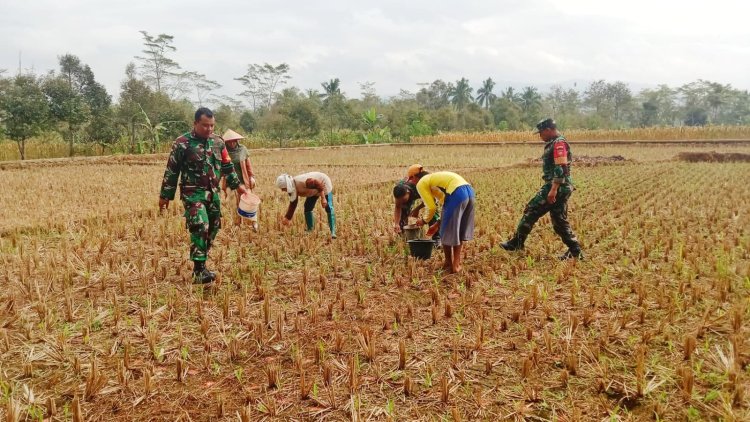 Serda Sektiaji dan Poktan Sri Rejeki Lakukan Pemupukan Jagung
