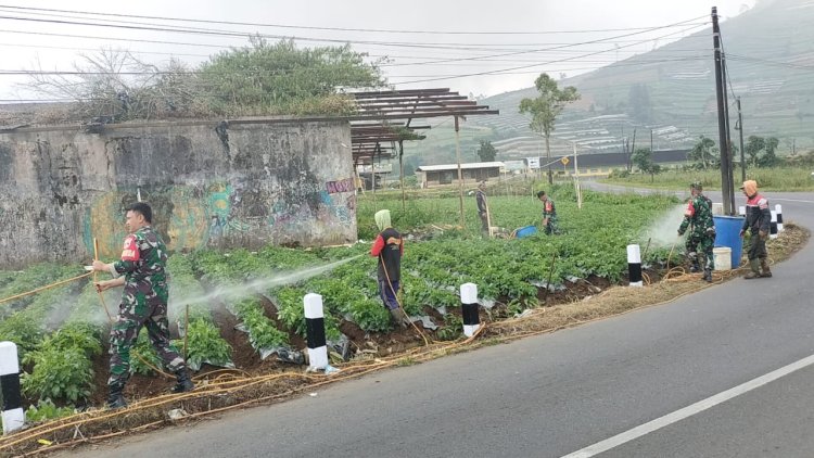 Cegah Hama Dan Jamur Koramil  05 Batur Bantu Penyemprotan Tanaman Kentang