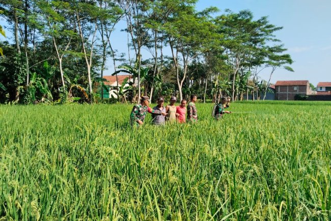 Babinsa Koramil 02 Klampok Mendampingi Petani Melaksanakan Penyemprotan Tanaman Padi