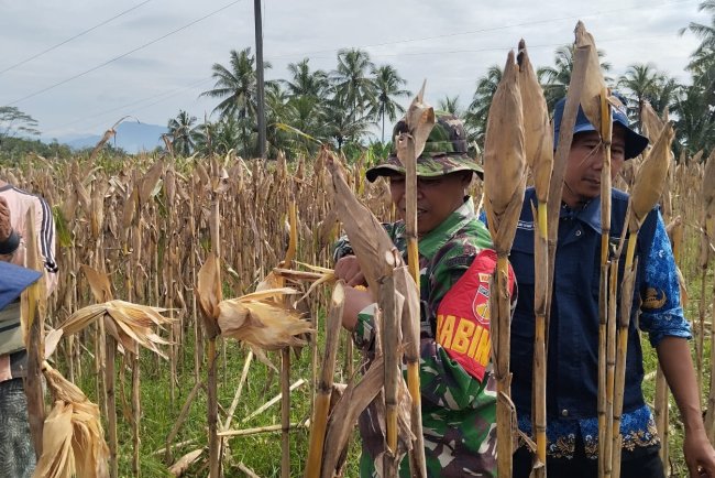 Panen jagung bersama babinsa