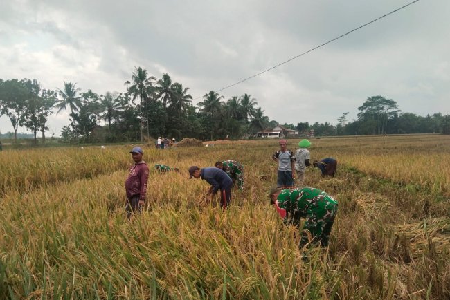Bantu Panen Padi, Bentuk Dukungan Babinsa Terhadap Swasembada Pangan
