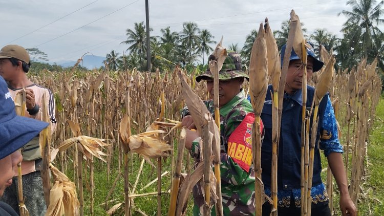 Panen jagung bersama babinsa