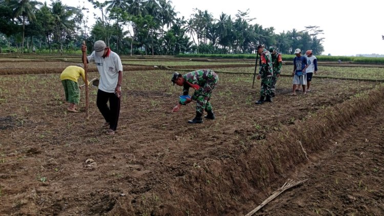 Program Unggulan Kasad Ketahanan Pangan Babinsa Koramil  02 Klampok  Mendampingi Petani