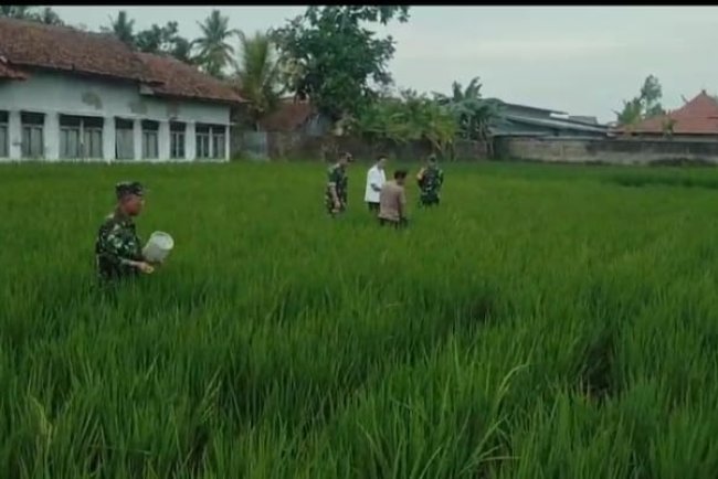 Pemupukan Tanaman Padi Menentukan Hasil Panen