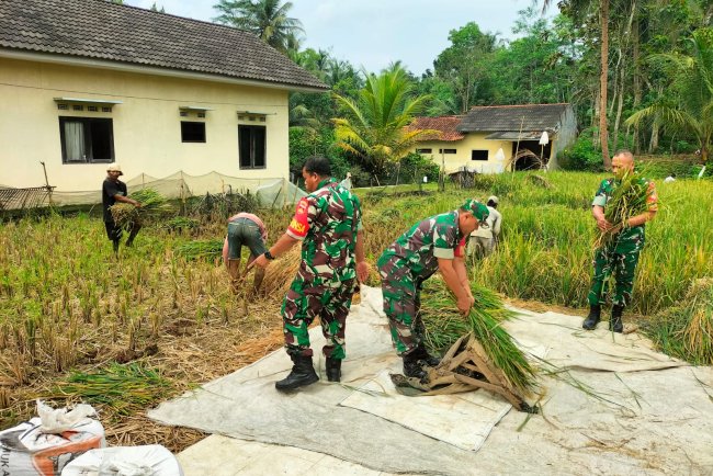 Babinsa Bantu Petani Panen Padi di Wilayah Binaan