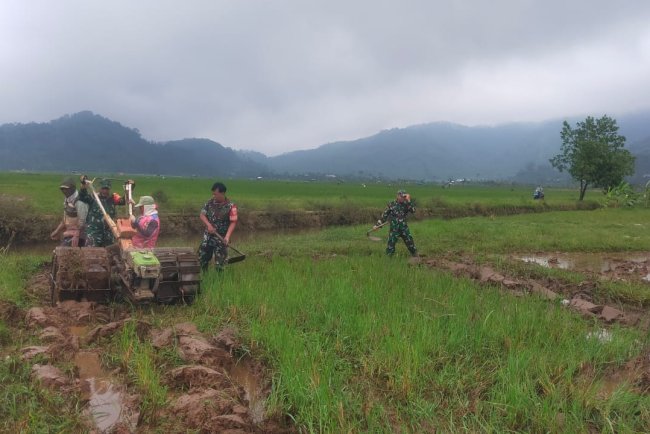 Danramil 06 Kalibening Bersama Poktan Marga Sari Dampingi Petani Olah Lahan Sawah