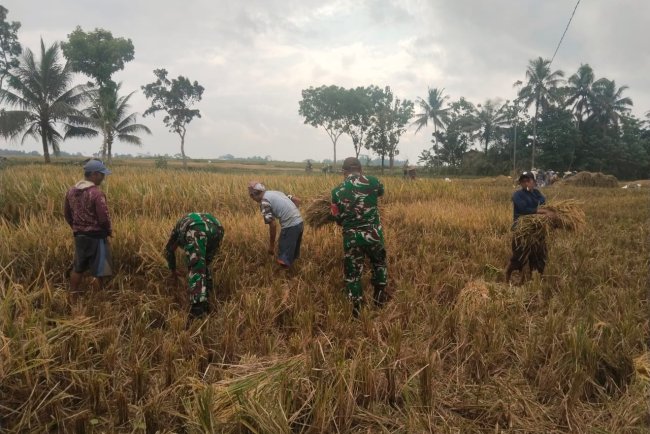 Sukseskan Ketahanan Pangan Babinsa Koramil 07 Mandiraja Bantu Petani Panen Padi