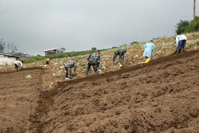 Wujud Nyata Sukseskan Ketahan Pangan Koramil 05 Batur Bantu Petani Olah Lahan