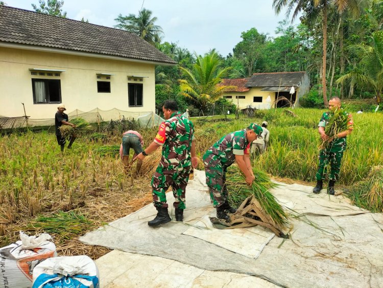 Babinsa Bantu Petani Panen Padi di Wilayah Binaan