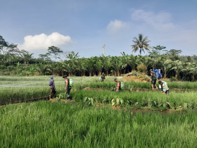 Wujudkan Ketahanan Pangan Babinsa Koramil 04 Karangkobar Bantu Petani Semprot Tanaman Padi
