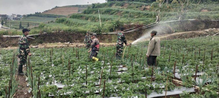 Maksimalkan Hasil Panen Koramil 05 Batur Bantu Penyemprotan Pestisida Tanaman Kentang