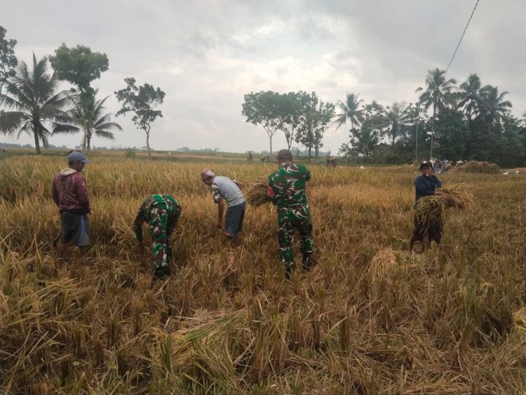 Sukseskan Ketahanan Pangan Babinsa Koramil 07 Mandiraja Bantu Petani Panen Padi