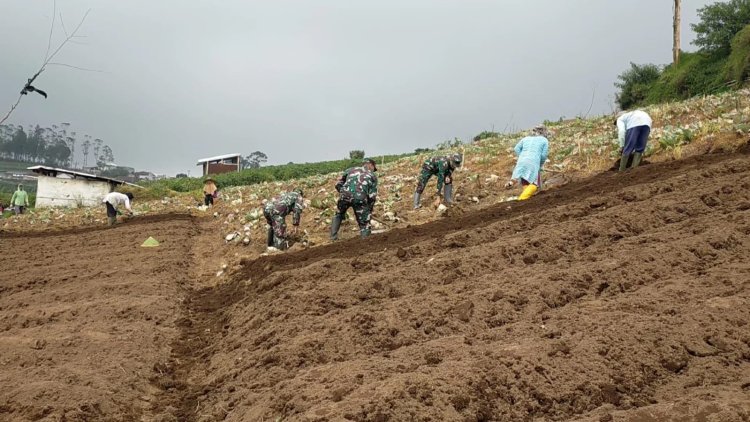 Wujud Nyata Sukseskan Ketahan Pangan Koramil 05 Batur Bantu Petani Olah Lahan