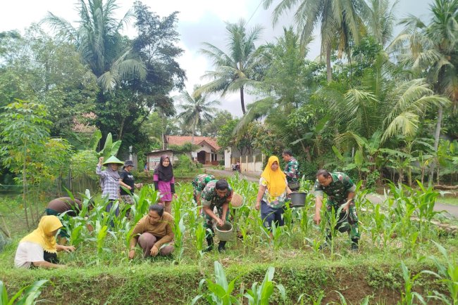 Swasembada Pangan Babinsa bantu Petani Memupuk Tanaman Jagung