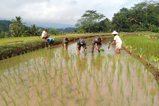 Menyukseskan Ketahanan Pangan Danramil Dan Babinsa Bantu Petani Tanam Padi