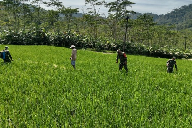 Babinsa Bantu Petani Lakukan Penyemprotan Hama Padi