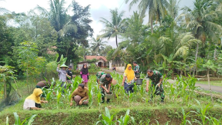 Swasembada Pangan Babinsa bantu Petani Memupuk Tanaman Jagung