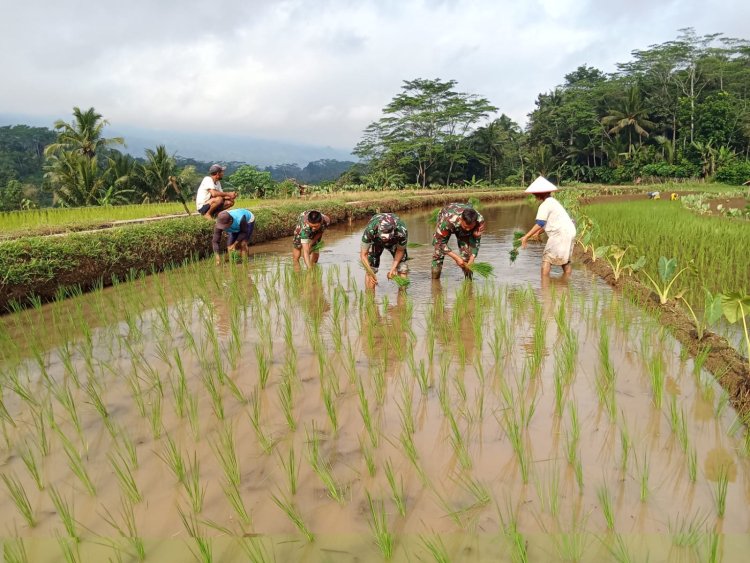 Menyukseskan Ketahanan Pangan Danramil Dan Babinsa Bantu Petani Tanam Padi