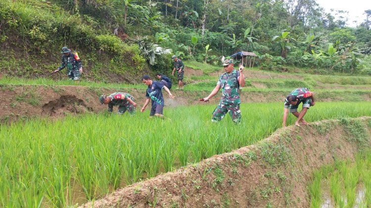 Wujudkan Ketahanan Pangan Babinsa Bantu Petani Semprot Tanaman Padi