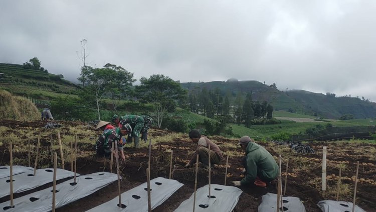 Koramil 05 Batur Bantu Panen Kentang
