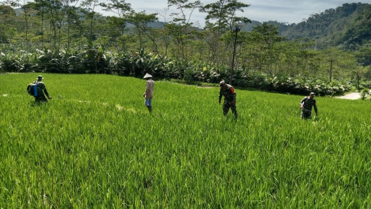 Babinsa Bantu Petani Lakukan Penyemprotan Hama Padi