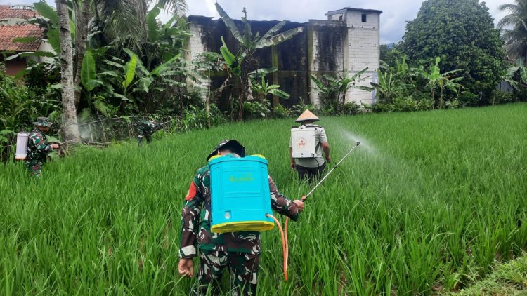 Koramil 03 Wanadadi Laksanakan Penyemprotan Pengendali Wereng