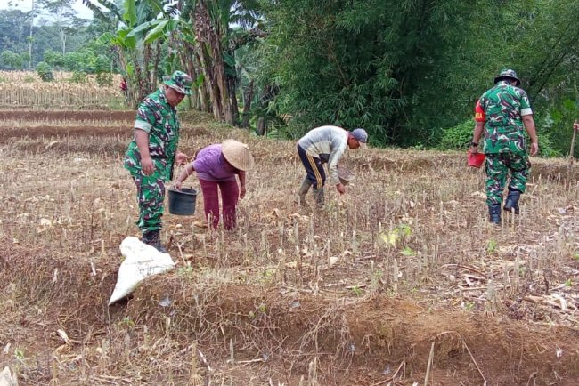 Babinsa Dampingi Kelompok Tani Tanam Jagung di Wilayah Binaan