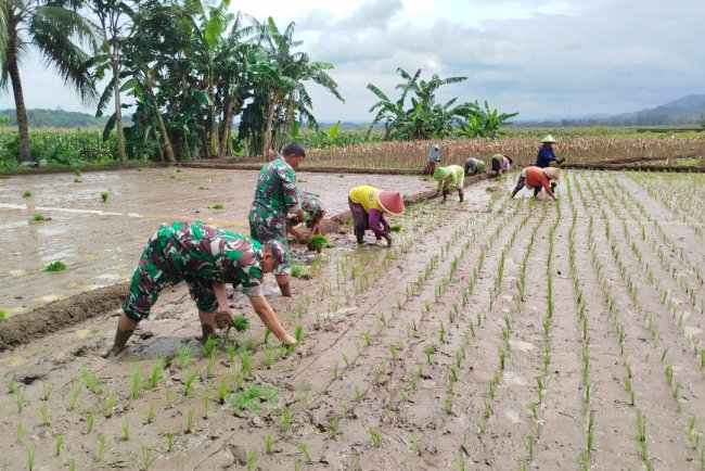 Babinsa Kembali Ke Sawah Pendampingan Penanaman Padi