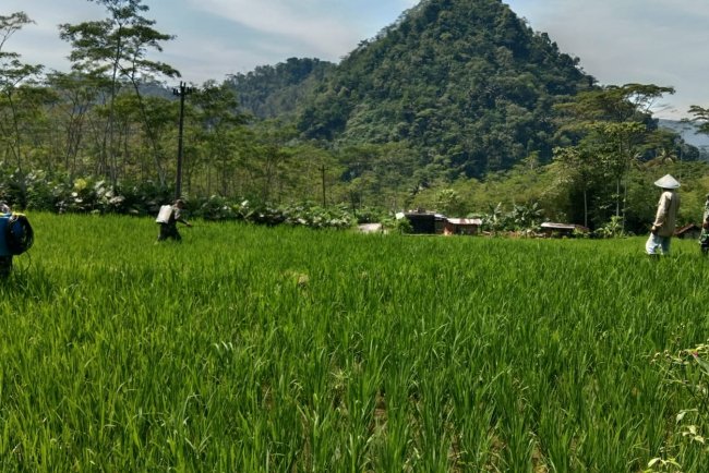 Babinsa Bantu Petani Lakukan Penyemprotan Hama Padi