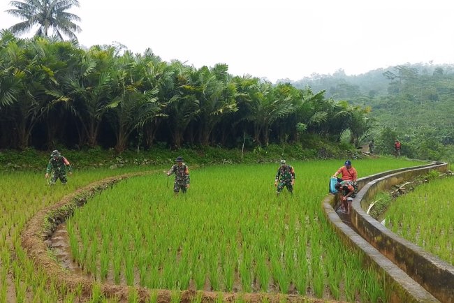 Babinsa bersama PPL dan Poktan Sentosa Giat Perawatan Padi Bersama Petani