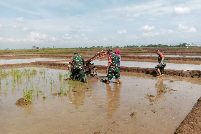 Dengan Penuh Semangat Kebersamaan Babinsa Membantu Pentani Saat olah Lahan