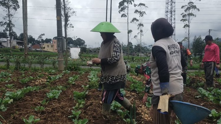 Berikan Edukasi Dan Semangat Kepada Petani, Koramil Bantu Panen Kentang