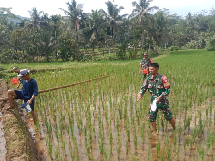 Menyukseskan Ketahanan Pangan Danramil Dan Babinsa Bantu Petani Pemupukan Padi
