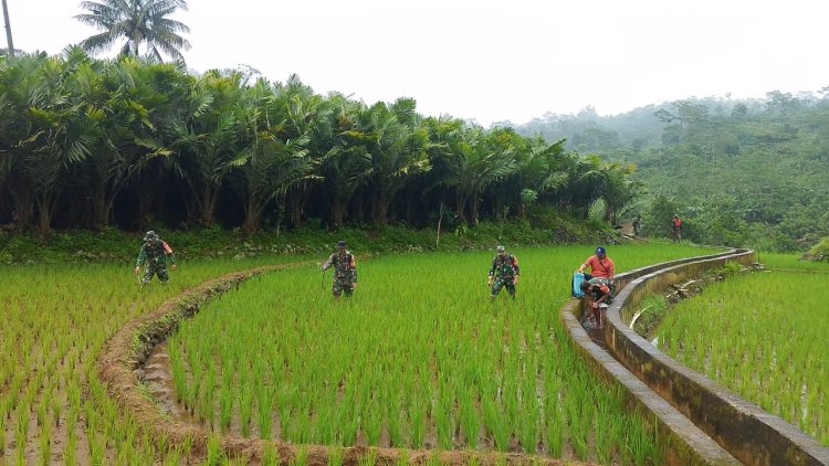 Babinsa bersama PPL dan Poktan Sentosa Giat Perawatan Padi Bersama Petani